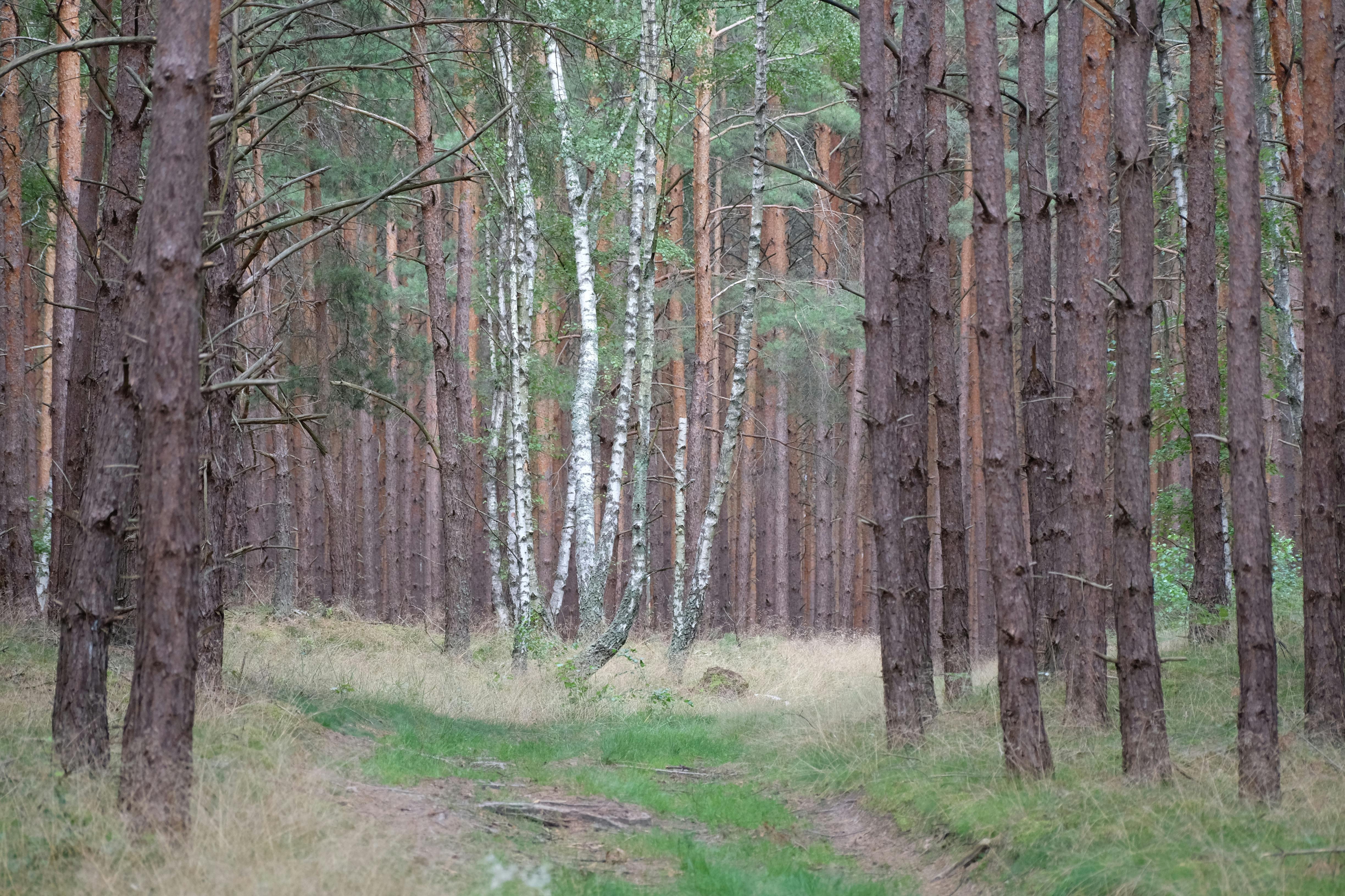 Misty Forest Tall Trees Foggy Atmosphere Nature Serenity Calm Wooded L –  MyGreatCanvas | Canvas Wall Art Prints | Photo Prints \u0026 Wall Decor, image size:1125x750
