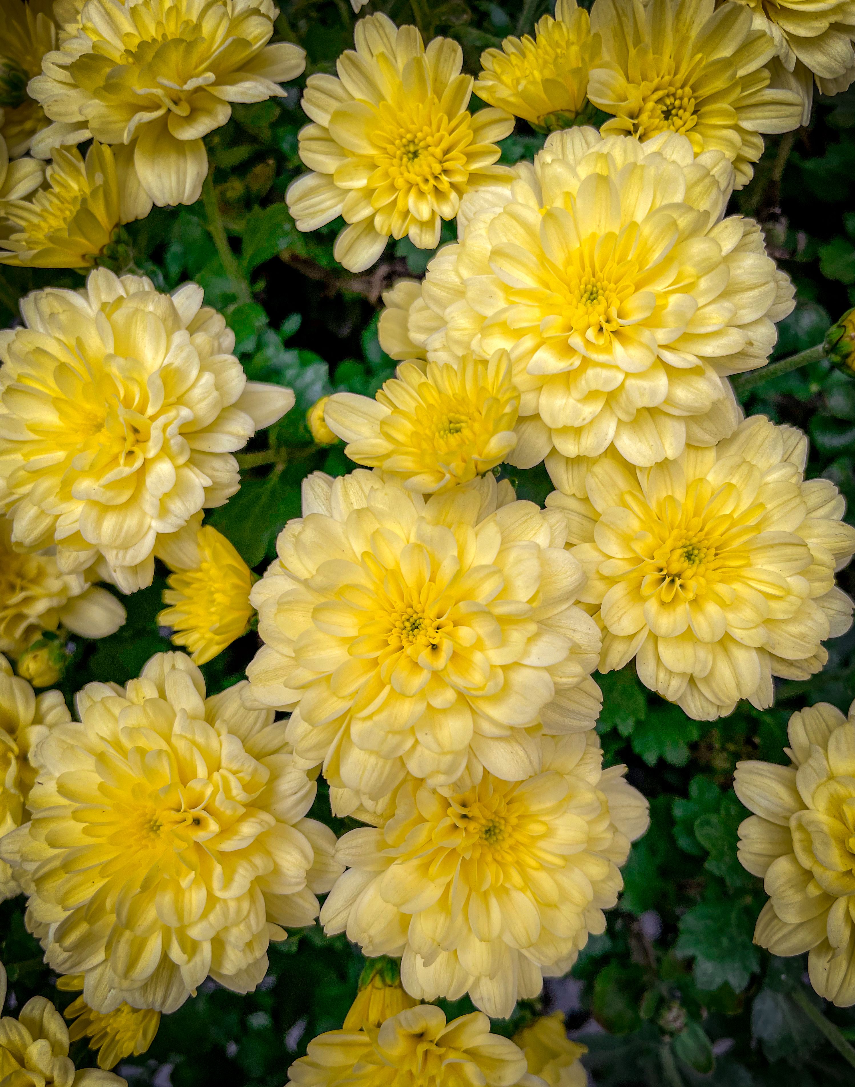 Beautiful yellow chrysanthemums in vibrant bloom, showcasing fall floral abundance.