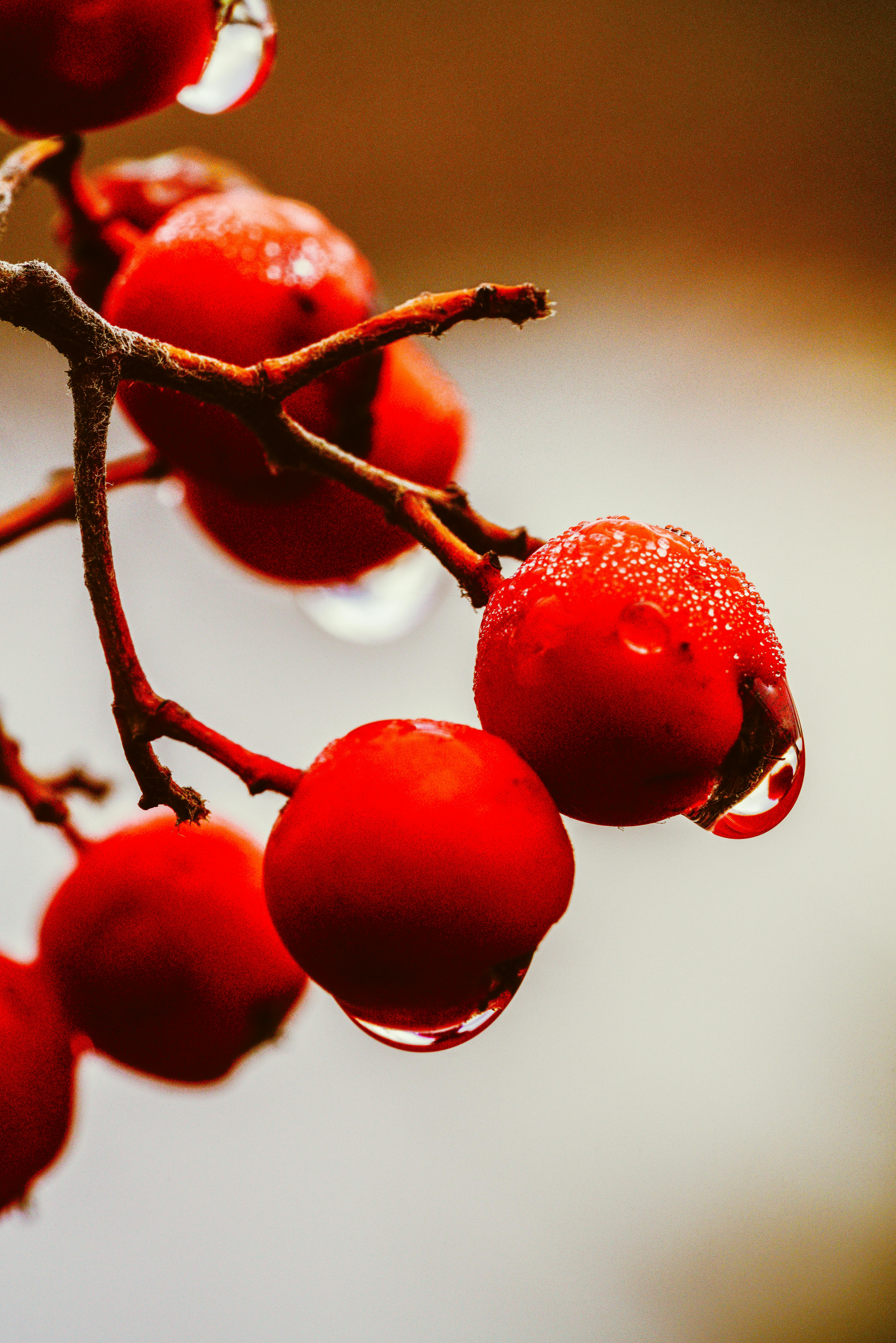 Macro shot of vibrant red berries with dewdrops on branches.