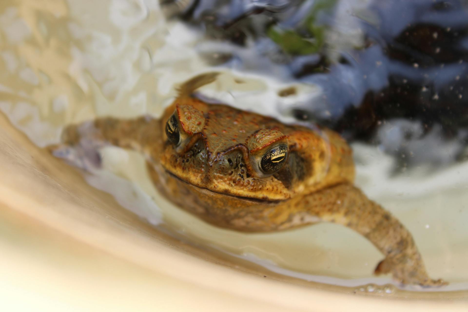 Cane toad v skimmer: death row