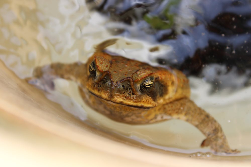 Toad in the Hole