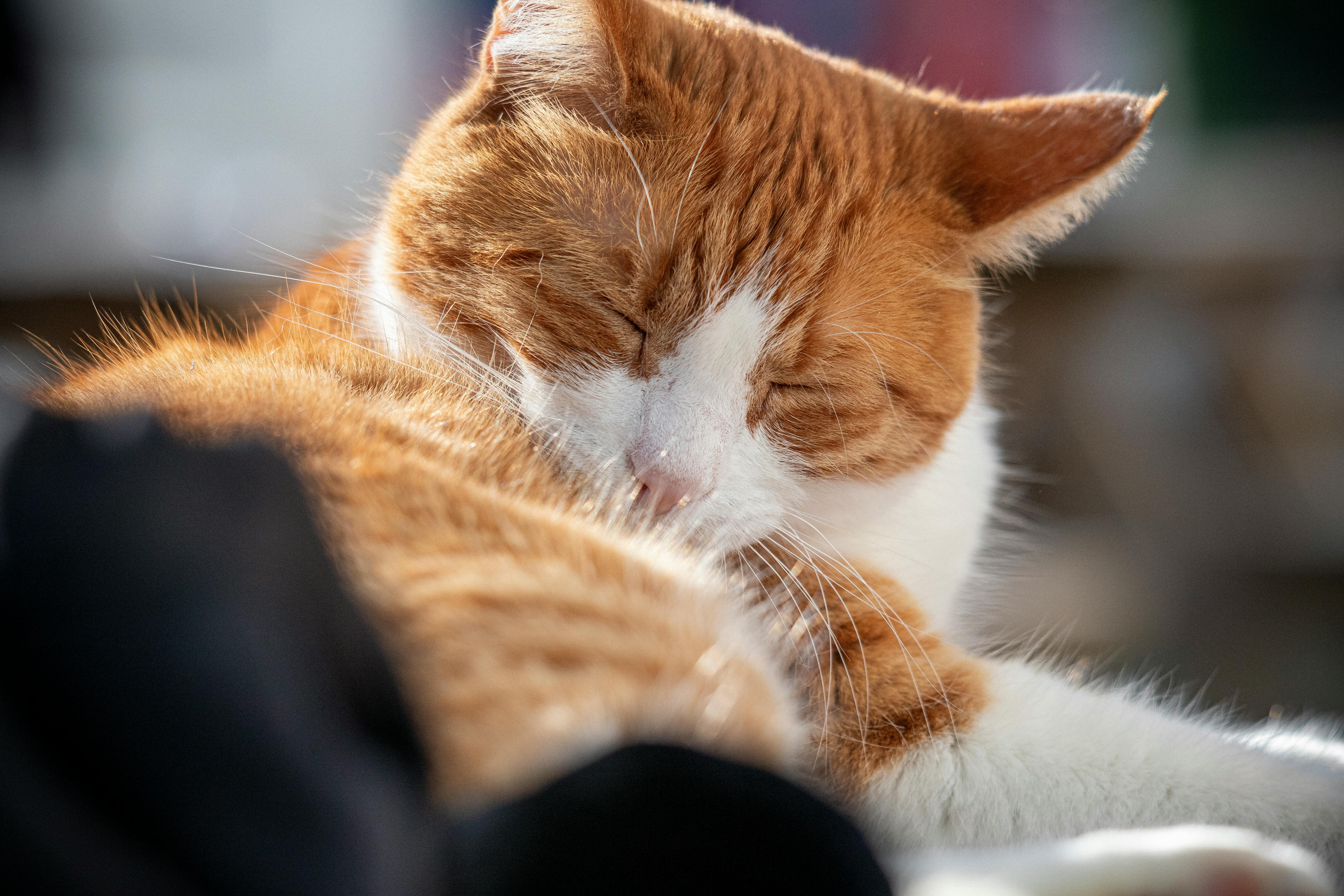 Reinigungsprodukte für Katzenurin