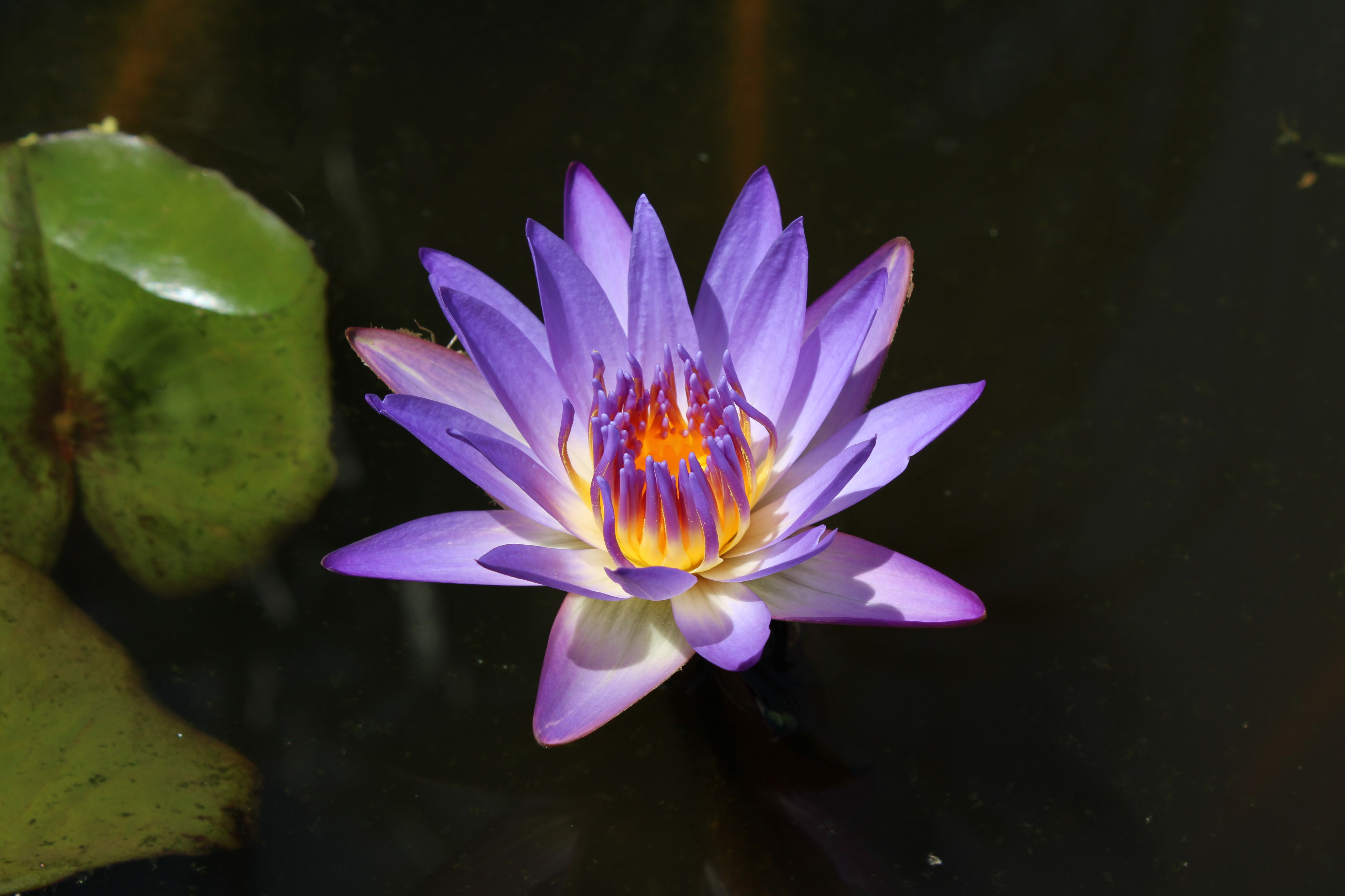 Lírio D'água Roxo No Lago Brisbane · Foto profissional gratuita