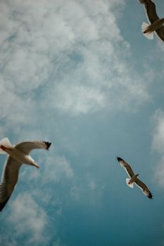 Seagulls gracefully gliding over the blue sky in Istanbul, capturing freedom and nature's beauty.