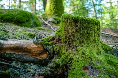 Free stock photo of forest, green moss, portugal Stock Photo