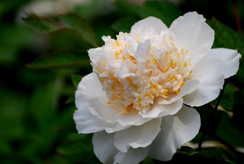 Free A vibrant white peony flower with yellow center blooming in a garden. Stock Photo