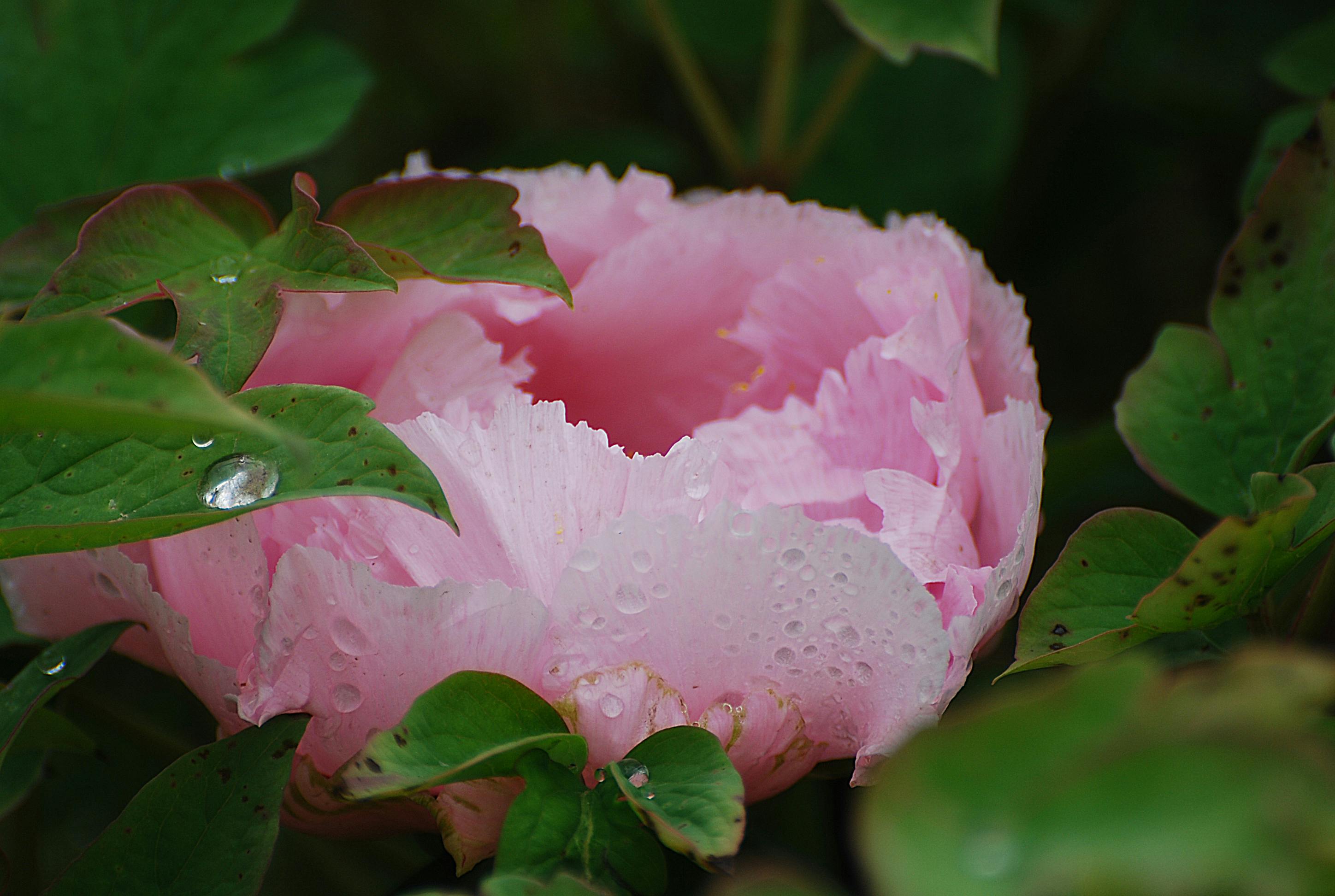 delicate pink peony with dewdrops in garden