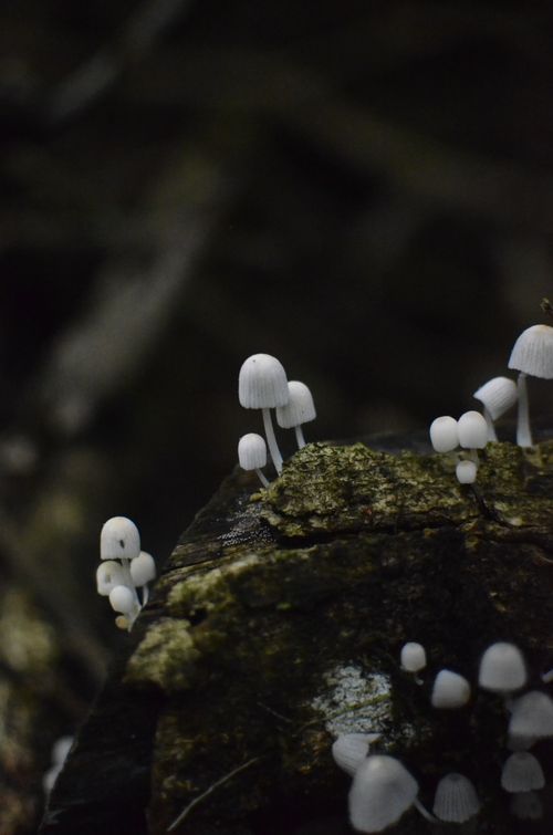 Free Close-up of tiny white mushrooms growing on a mossy log in a dark forest setting. Stock Photo