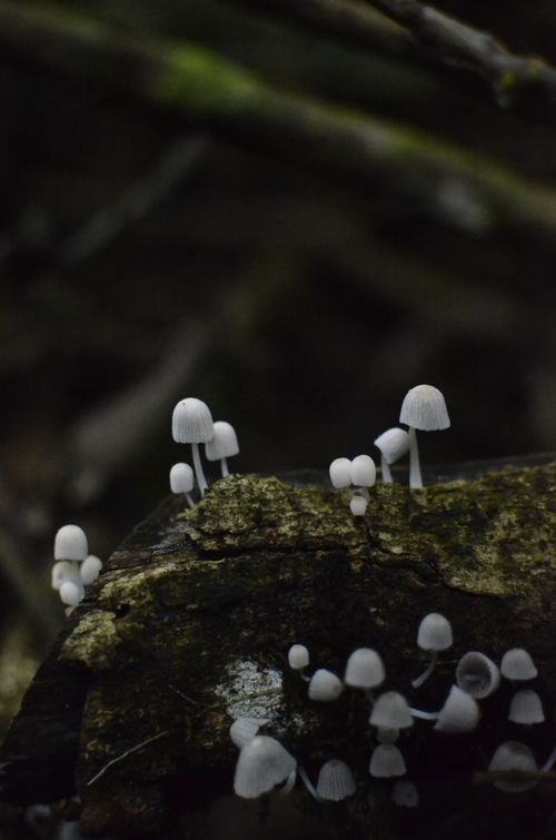 Free Cluster of small mushrooms growing on a forest log in Paraty, Brazil. Stock Photo
