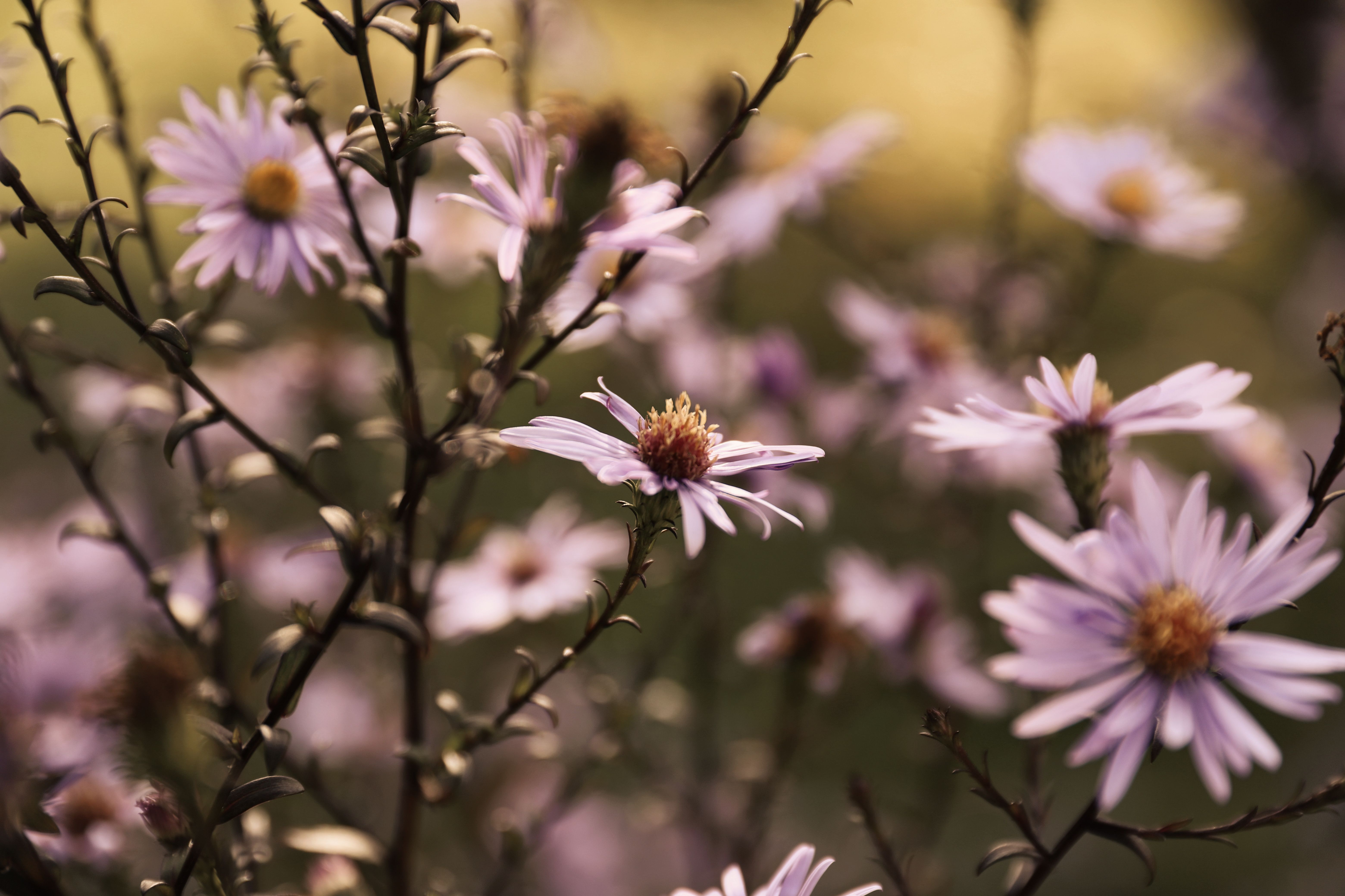 A serene view of purple asters blooming in an autumn garden setting.