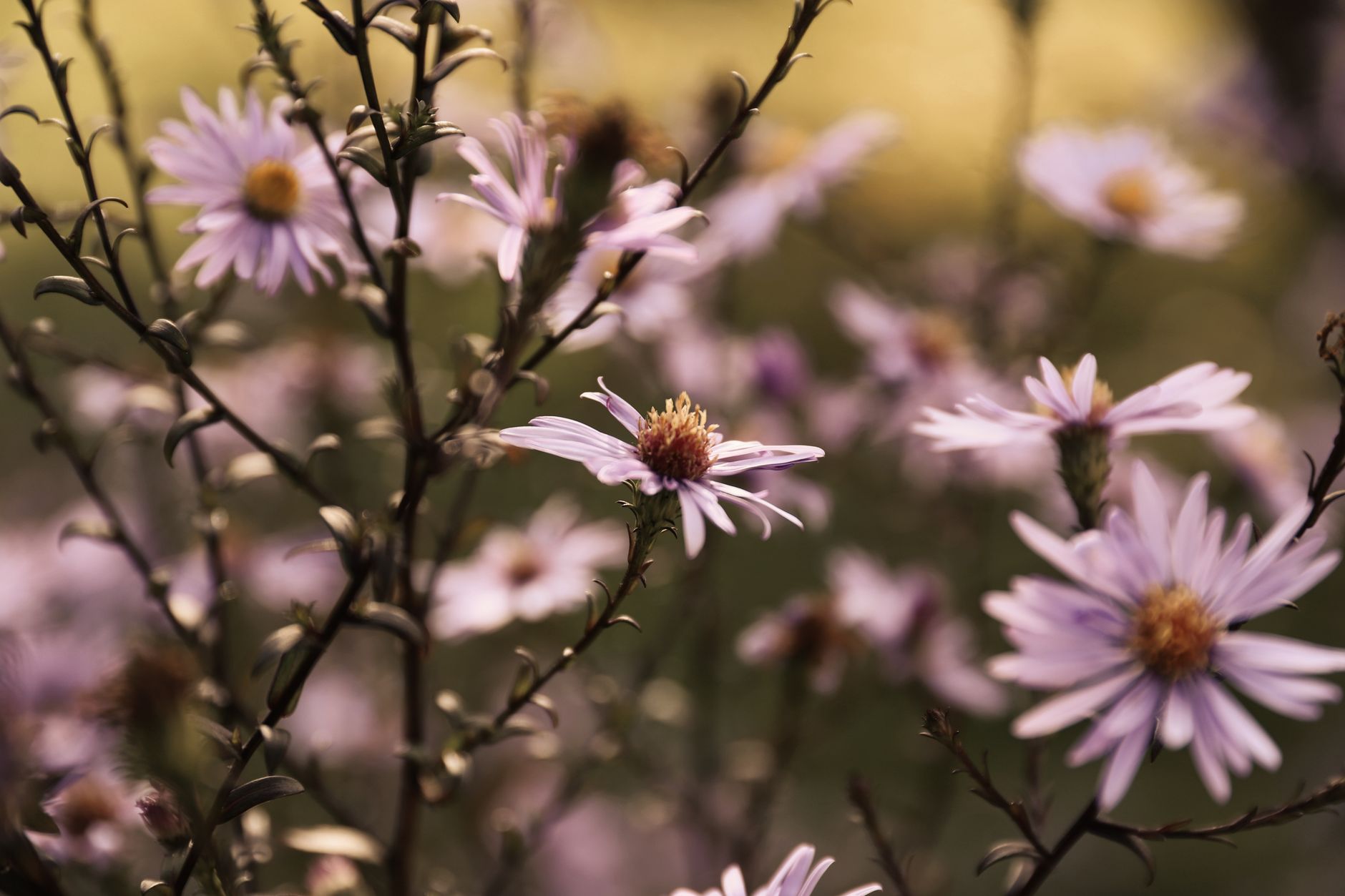 A serene view of purple asters blooming in an autumn garden setting.