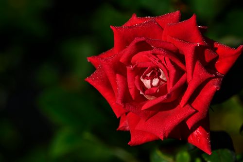 Free A vibrant red rose covered in dewdrops, showcasing natural beauty and freshness. Stock Photo