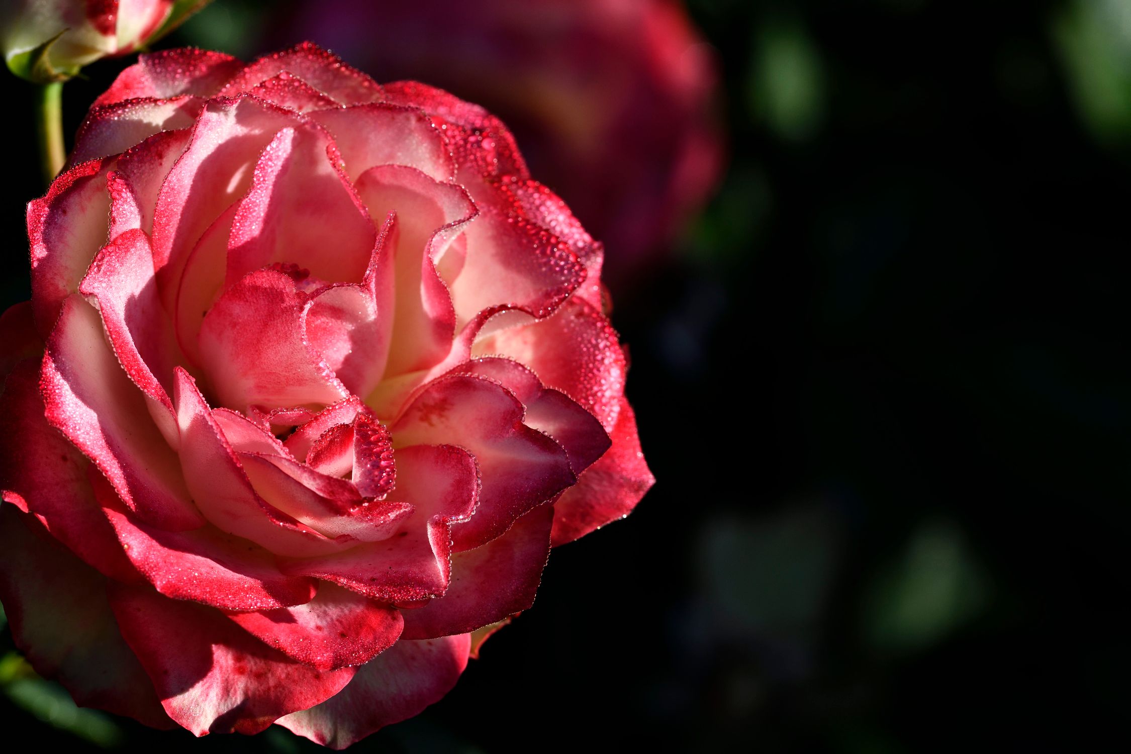 Close-up of Dew-kissed Pink Rose in Bloom · Free Stock Photo