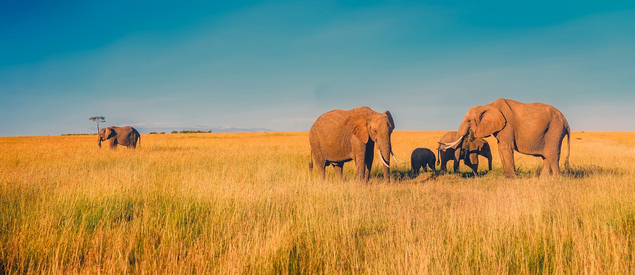 Free stock photo of africa, animals, baby