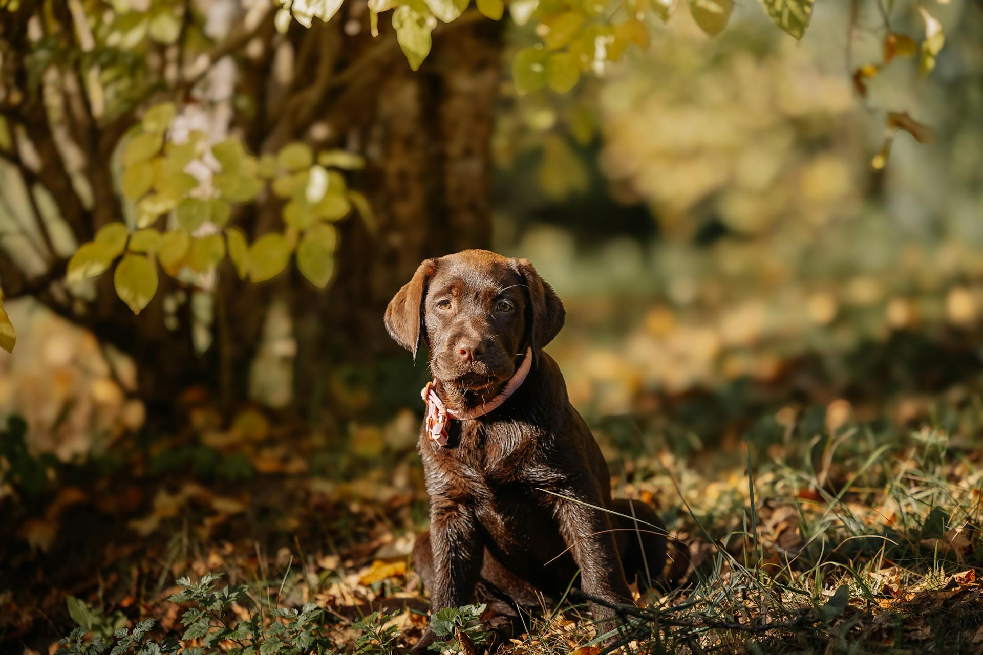 Adorable Chocolate Lab Puppy in Autumn Scenery