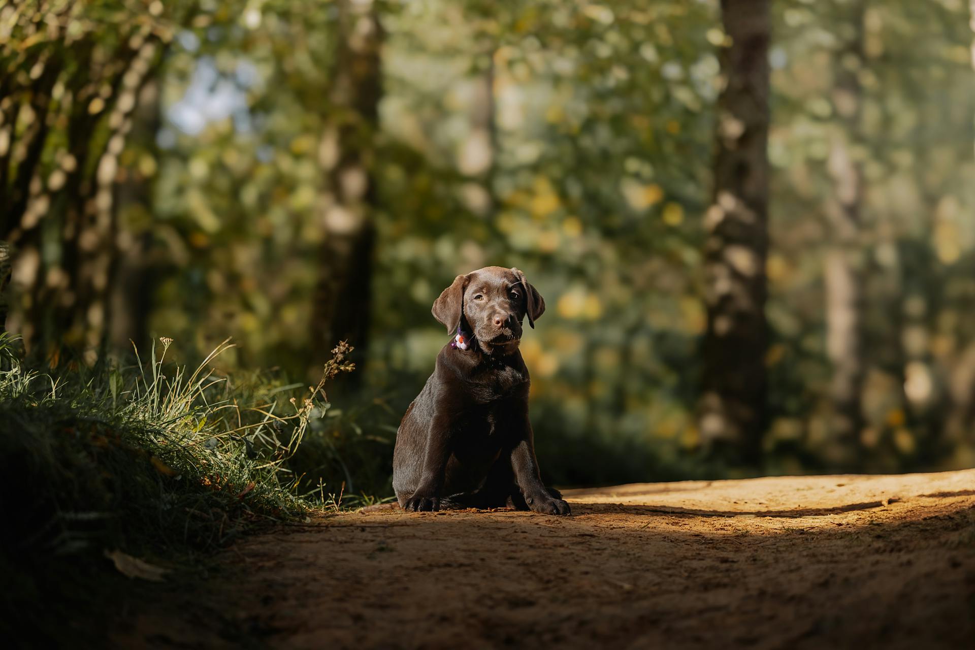 Älskvärd svart labradorvalp i skogsmiljö