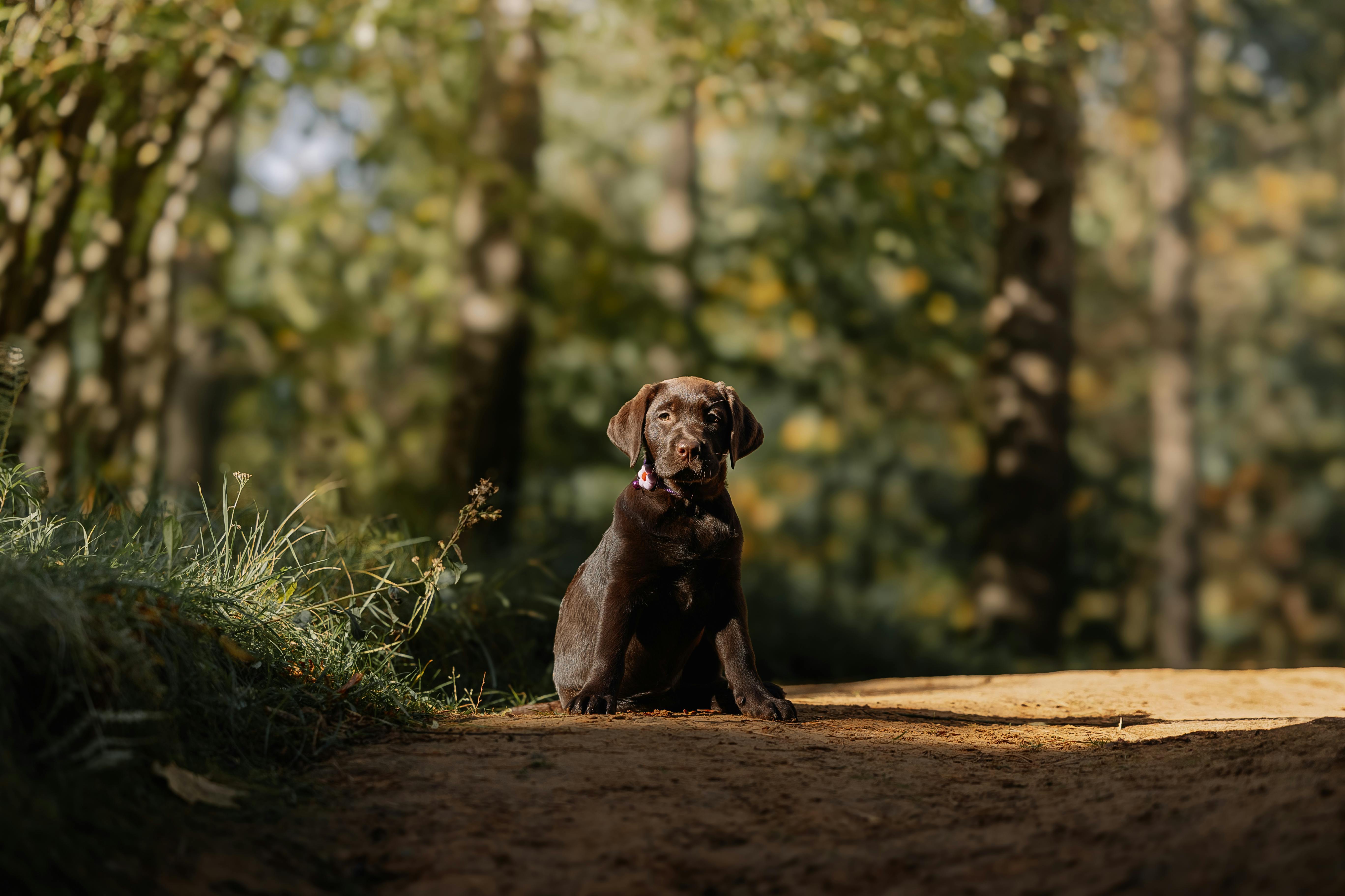 Chocolate Labrador resting in sunlit forest