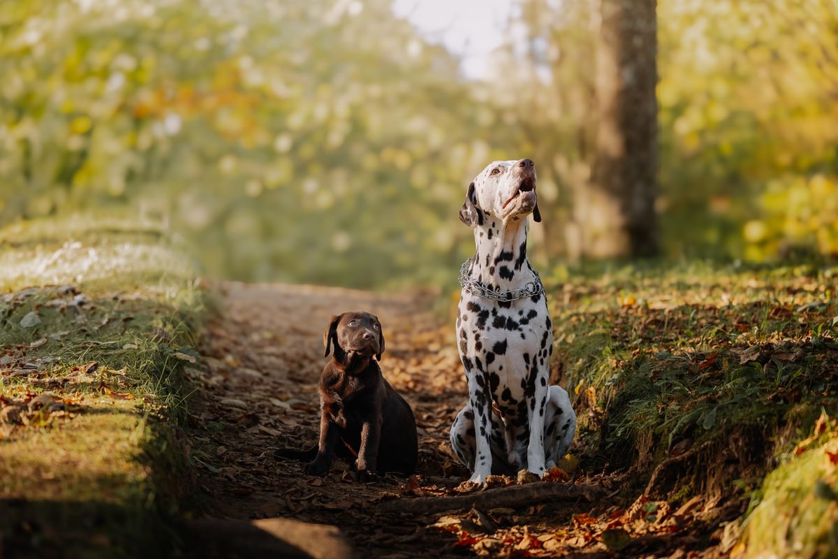 5 Homemade Dog Food Recipes for Allergies (Vet-Approved)