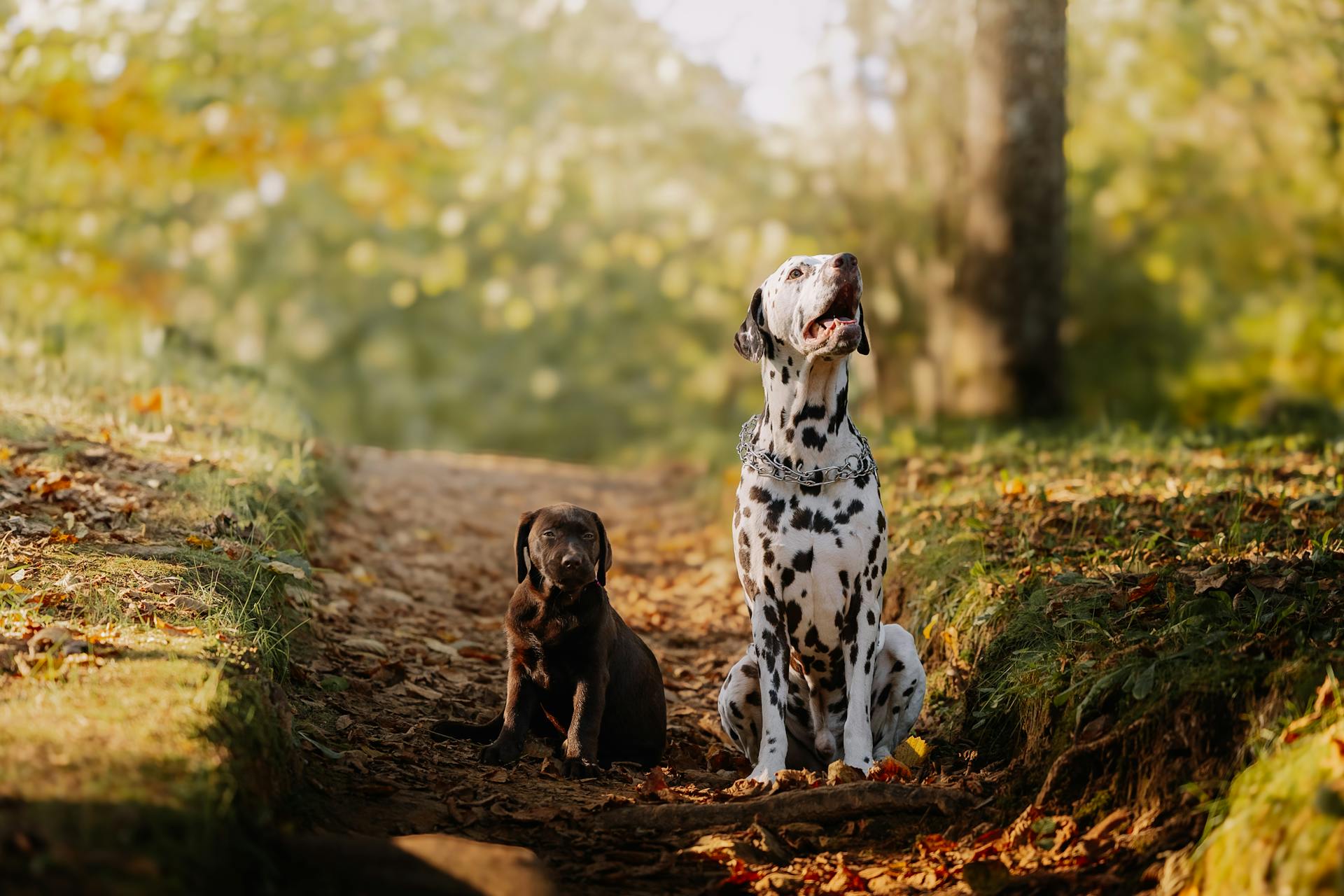 Charming Dalmatian and Labrador in Autumn Forest