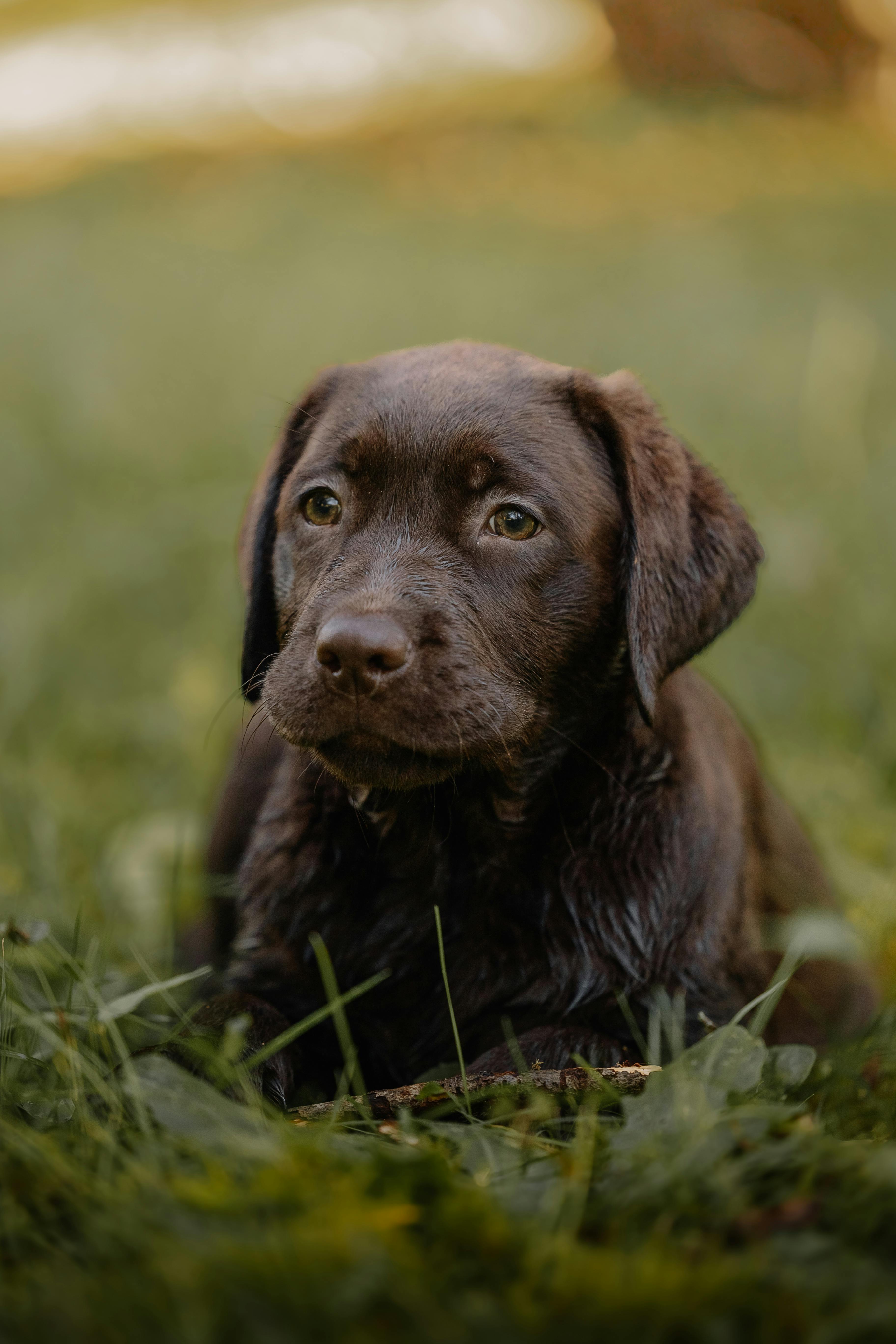 adorable chocolate labrador puppy in grass