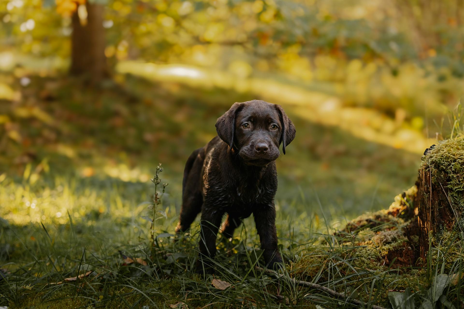 Schattige labradorpuppy in een zonovergoten bos