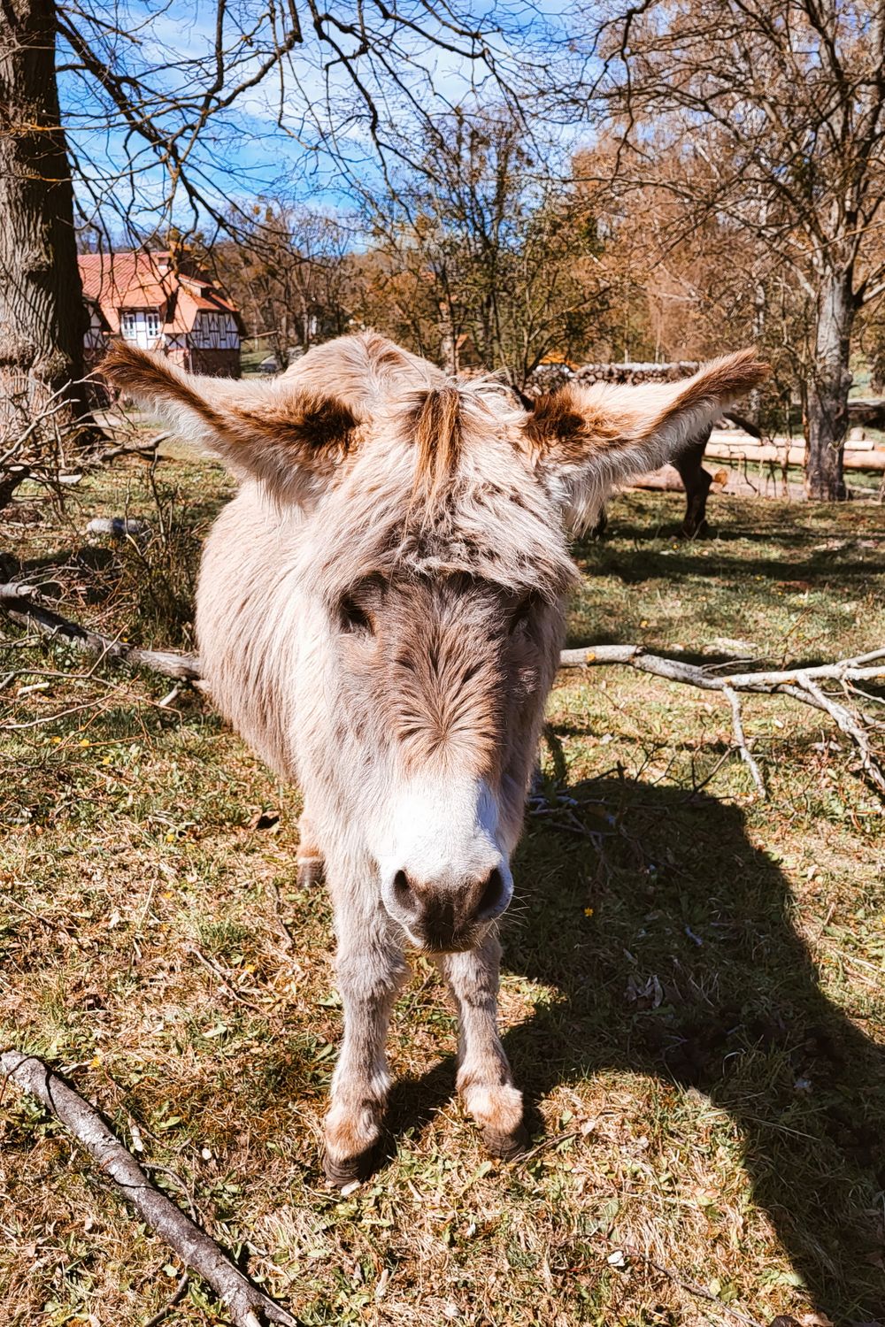 Donkey Setting Adorable Donkey in Rustic Outdoor Setting · Free Stock Photo