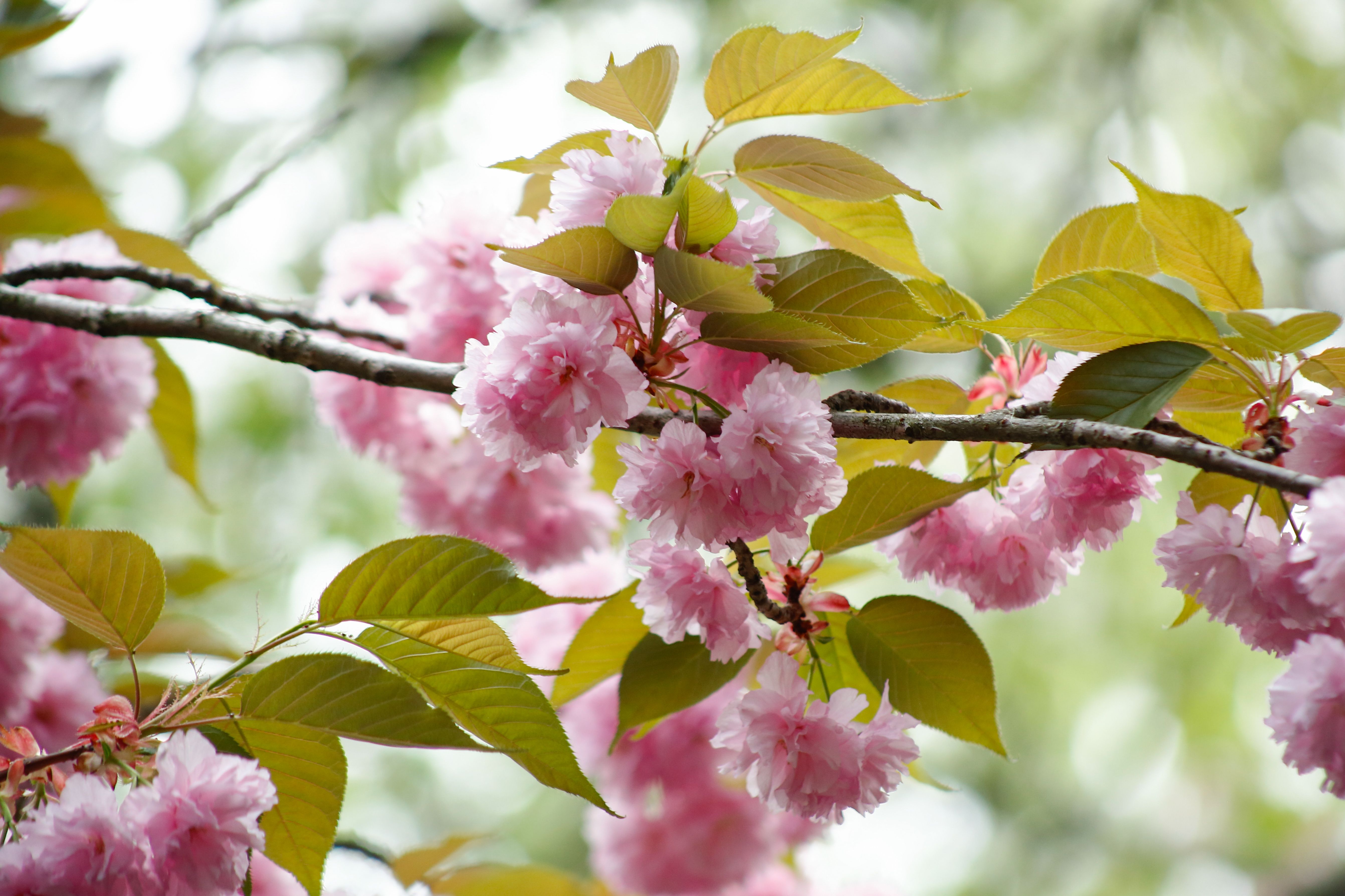 Vibrant Cherry Blossom Branch in Springtime · Free Stock Photo