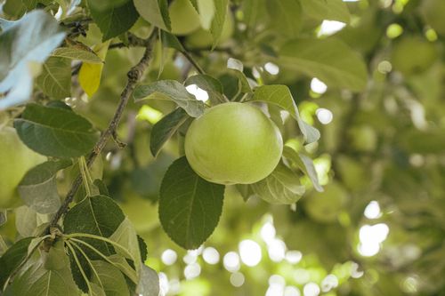 Free A fresh green apple hanging from a tree branch with lush green leaves in the sunlight. Stock Photo