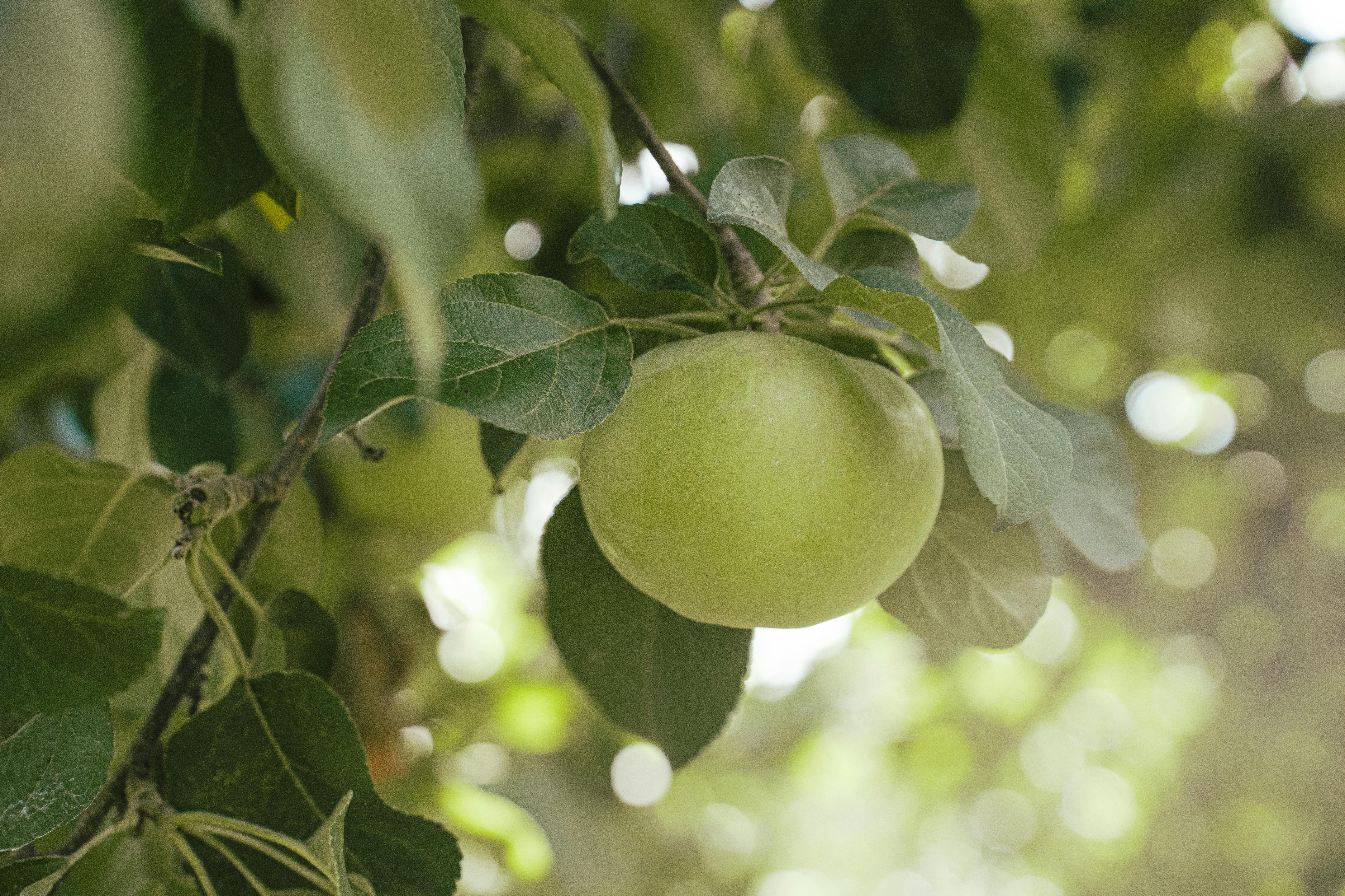 Close-Up of Green Apple on Tree Branch Outdoors