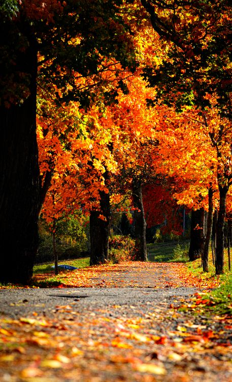 Vibrant Autumn Pathway Surrounded by Foliage · Free Stock Photo
