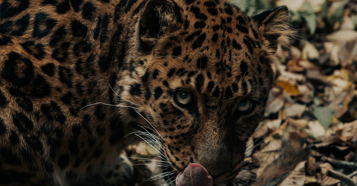 Leopard in Autumn Forest with Leaves · Free Stock Photo
