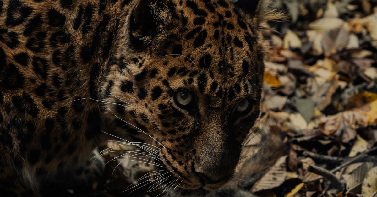 Close-up Portrait of a Leopard in Autumn Foliage · Free Stock Photo