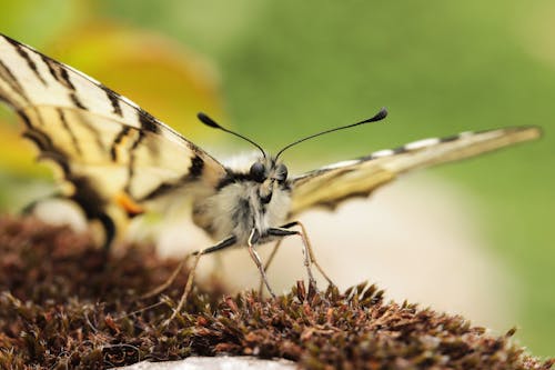 东部老虎燕尾蝴蝶在棕色植物上的宏观照片