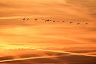 在橙色的日落天空中，轮廓般的鸟儿展翅飞翔，展现了大自然的美丽