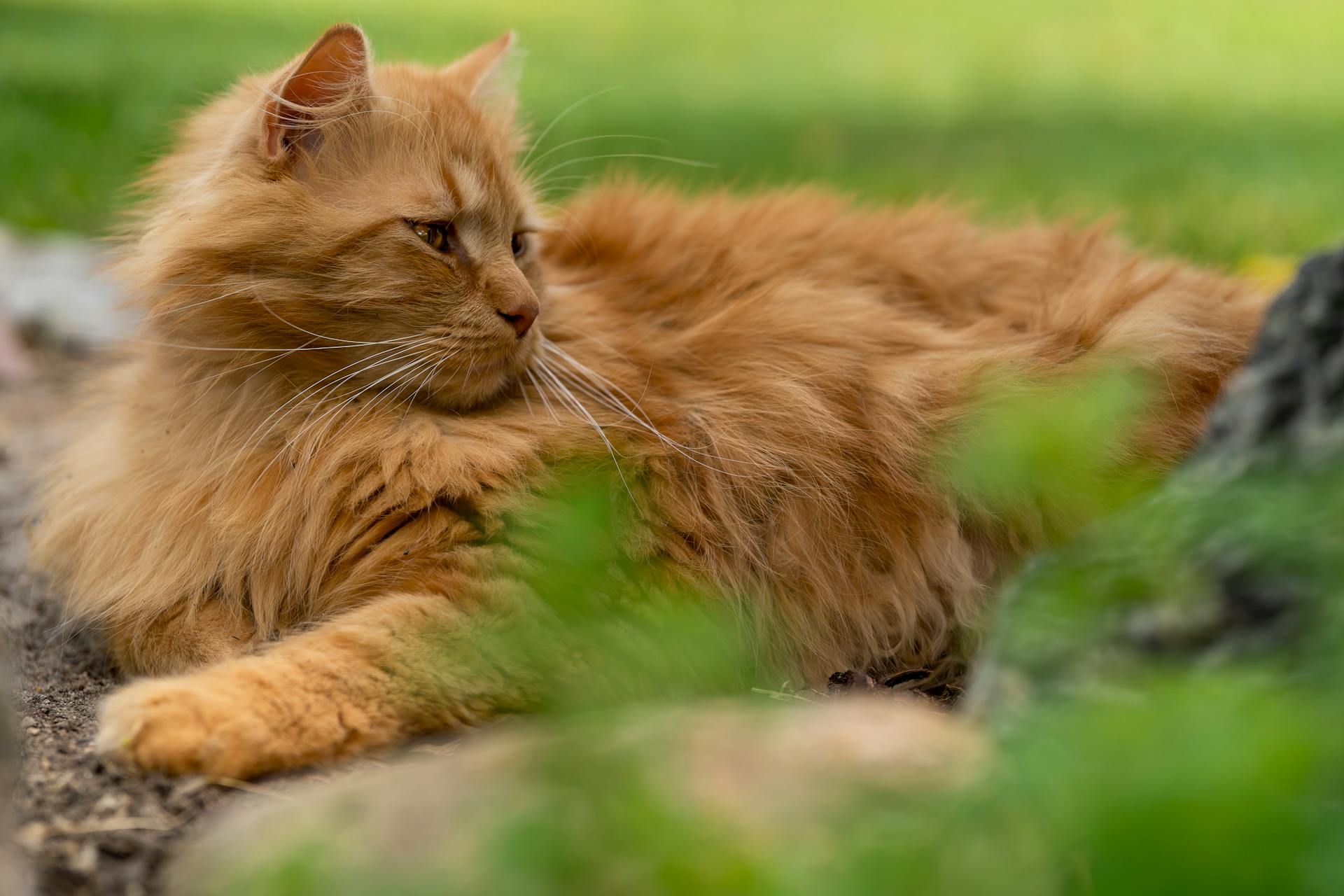 Majestätisk långhårig katt som slappnar av utomhus