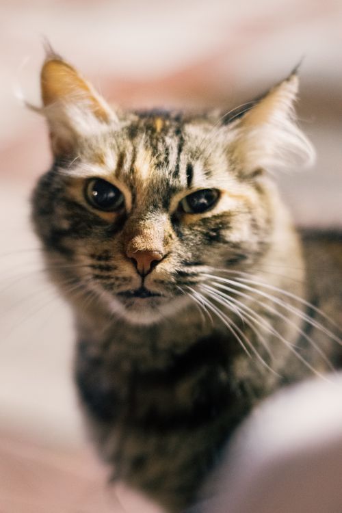 Free Detailed close-up of a tabby cat with expressive eyes. Stock Photo