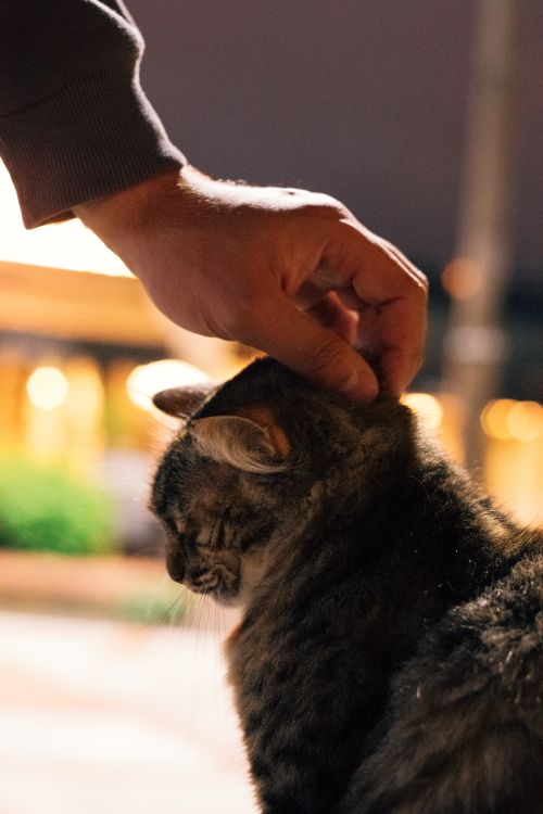 Free A tender moment of a hand gently petting a tabby cat outdoors at night. Stock Photo