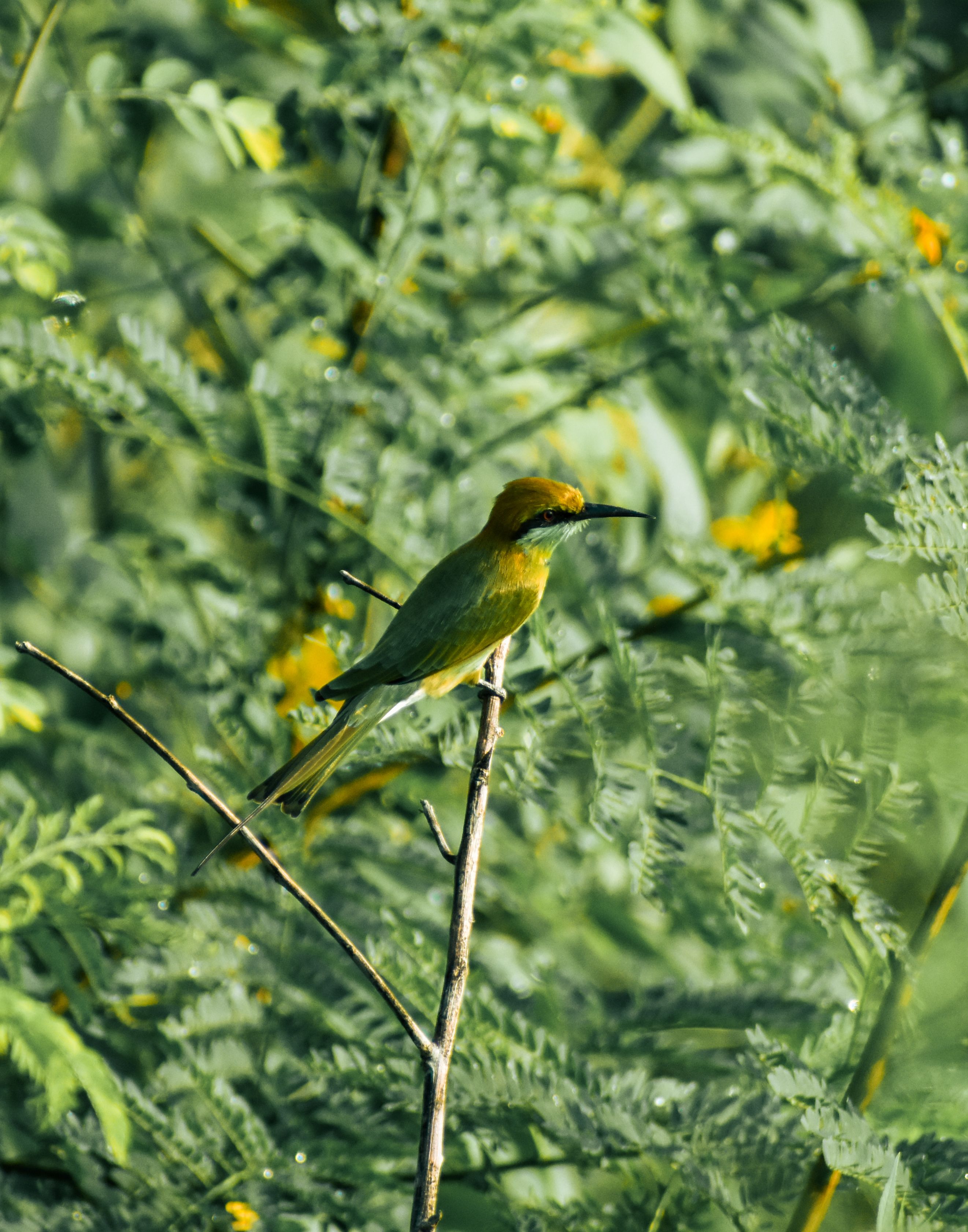 A vibrant green bee-eater perched on a branch amidst lush foliage, exuding a sense of serenity and natural beauty.