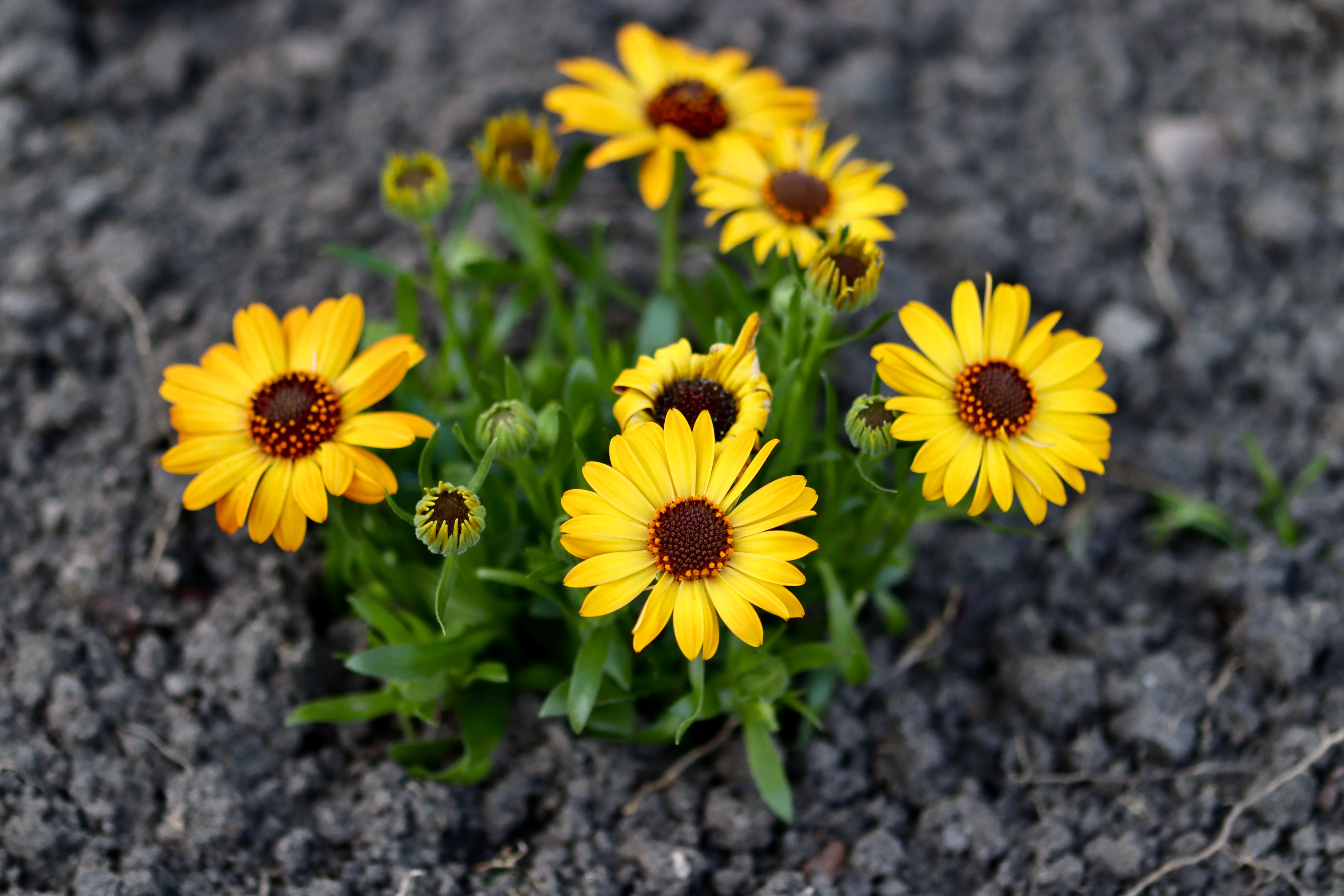 [ColoSach]-close-up-of-vibrant-yellow-african-daisies-(osteospermum)-blooming-in-a-garden.