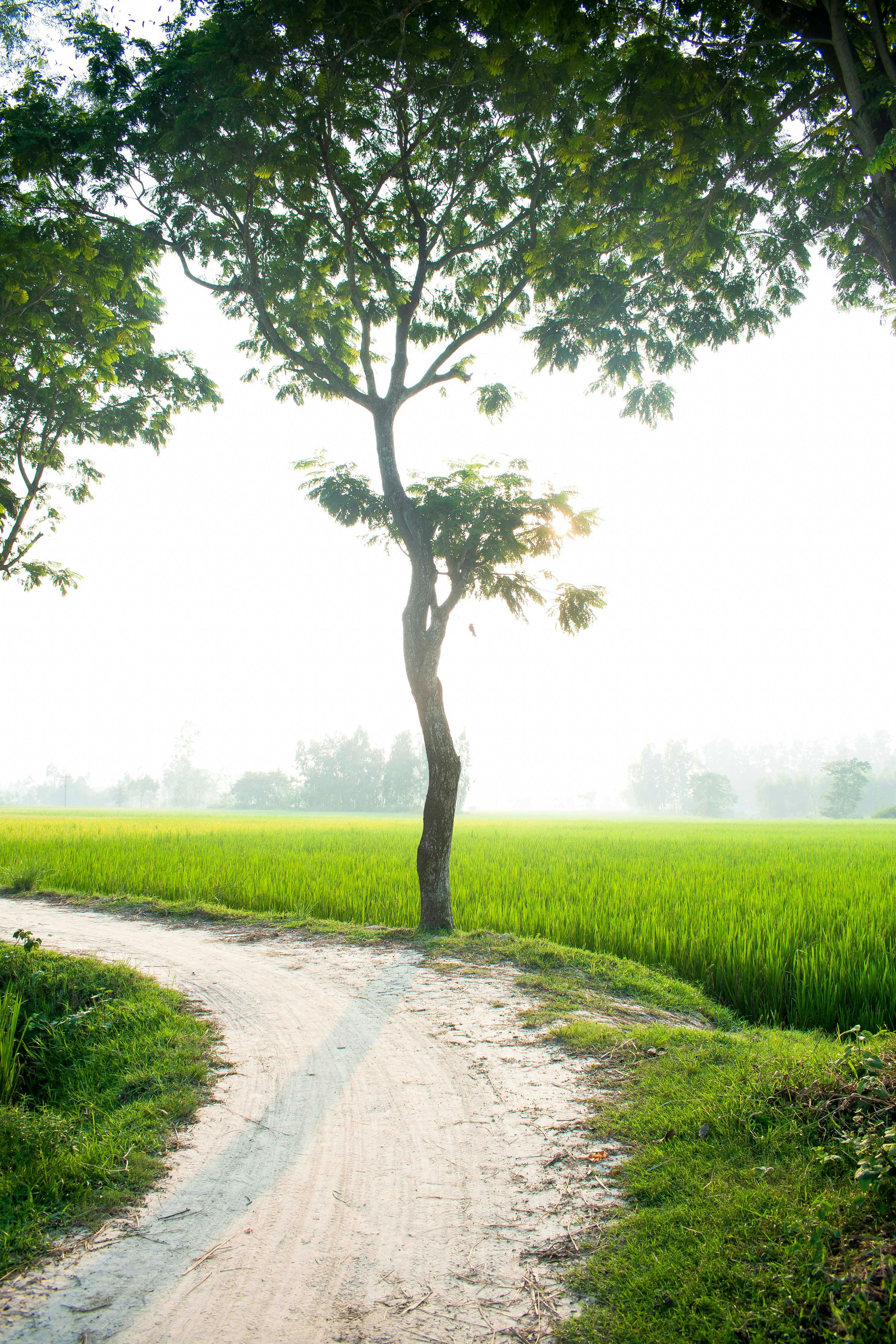 serene green fields in rural bangladesh