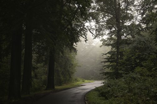 Free A foggy forest with a winding road, creating a mysterious and serene atmosphere. Stock Photo
