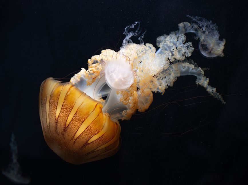 Captivating image of a vibrant orange jellyfish swimming gracefully in dark waters.