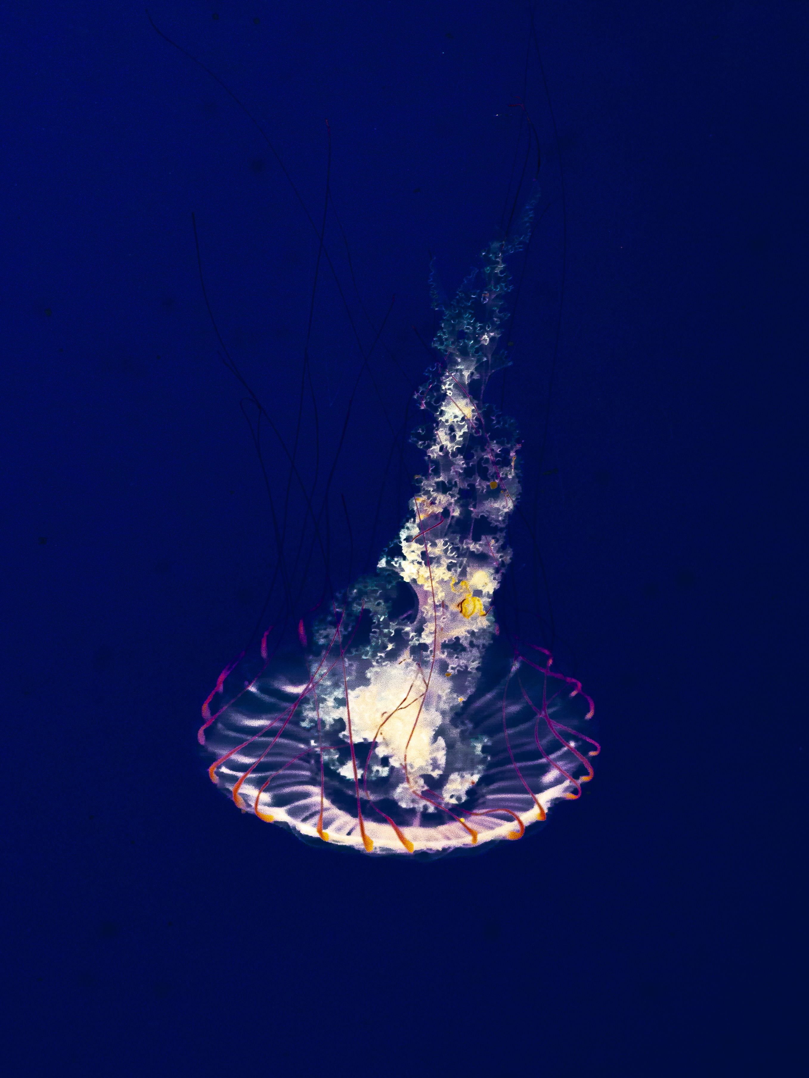 Vibrant Jellyfish Floating in Deep Blue Waters · Free Stock Photo
