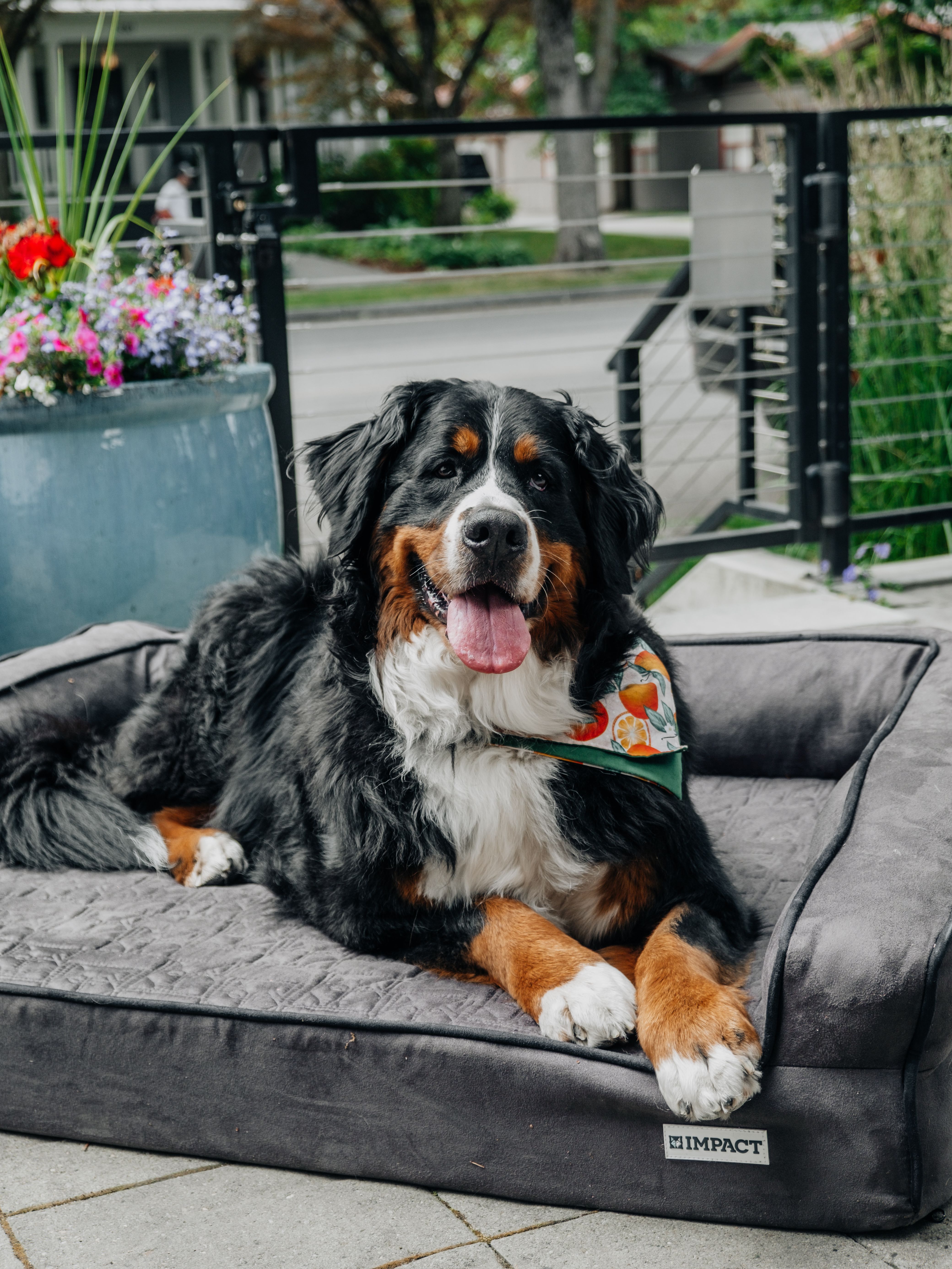 Bernese Mountain Dog Relaxing Outdoors on Pet Bed · Free Stock Photo