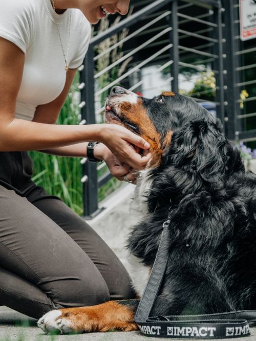 Free Woman gently petting a Bernese Mountain Dog on a sunny day outdoors. Stock Photo
