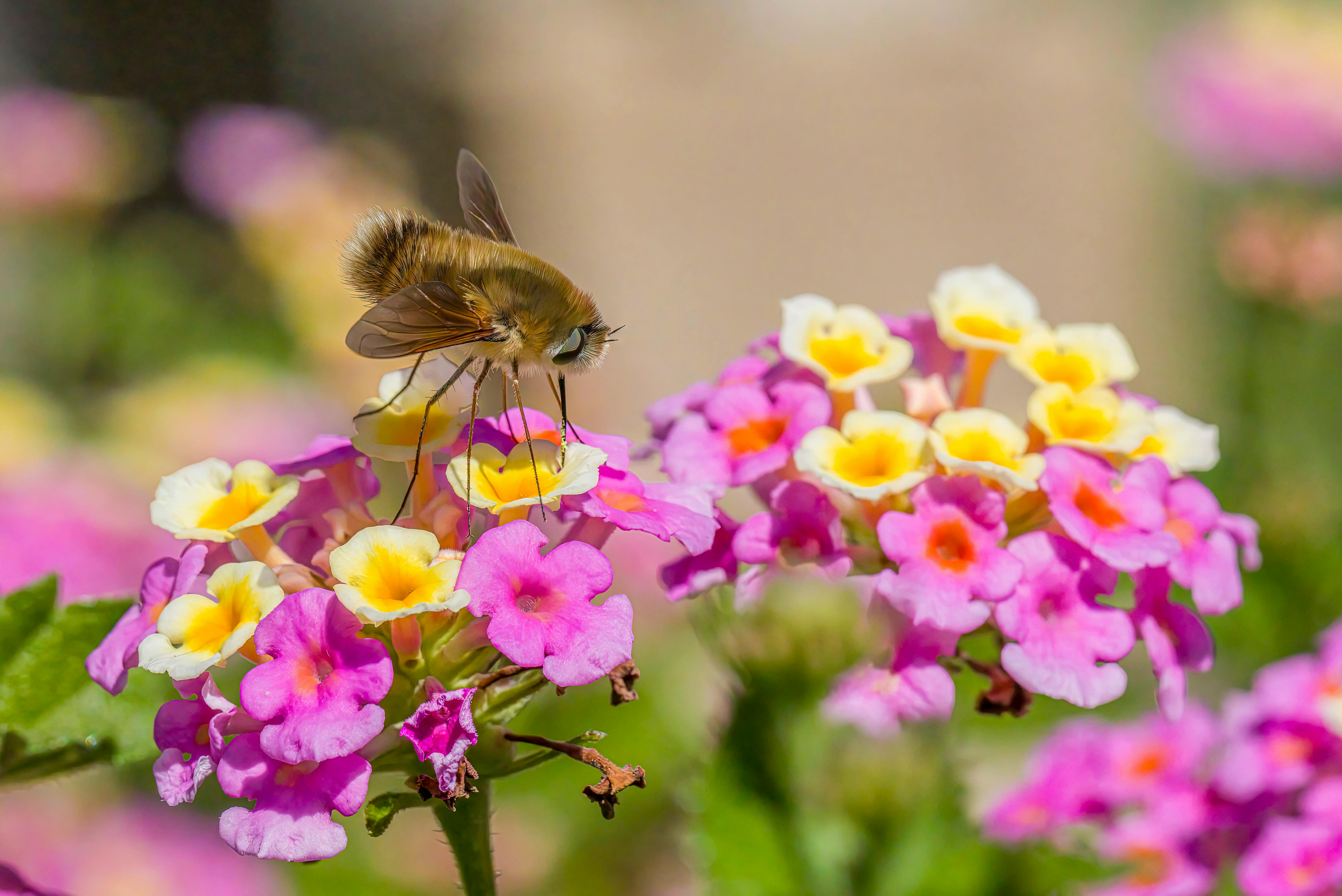 A solitary deer in the forest