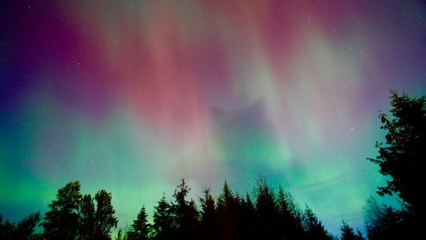 Stunning northern lights display with vibrant green and purple hues over a serene forest.