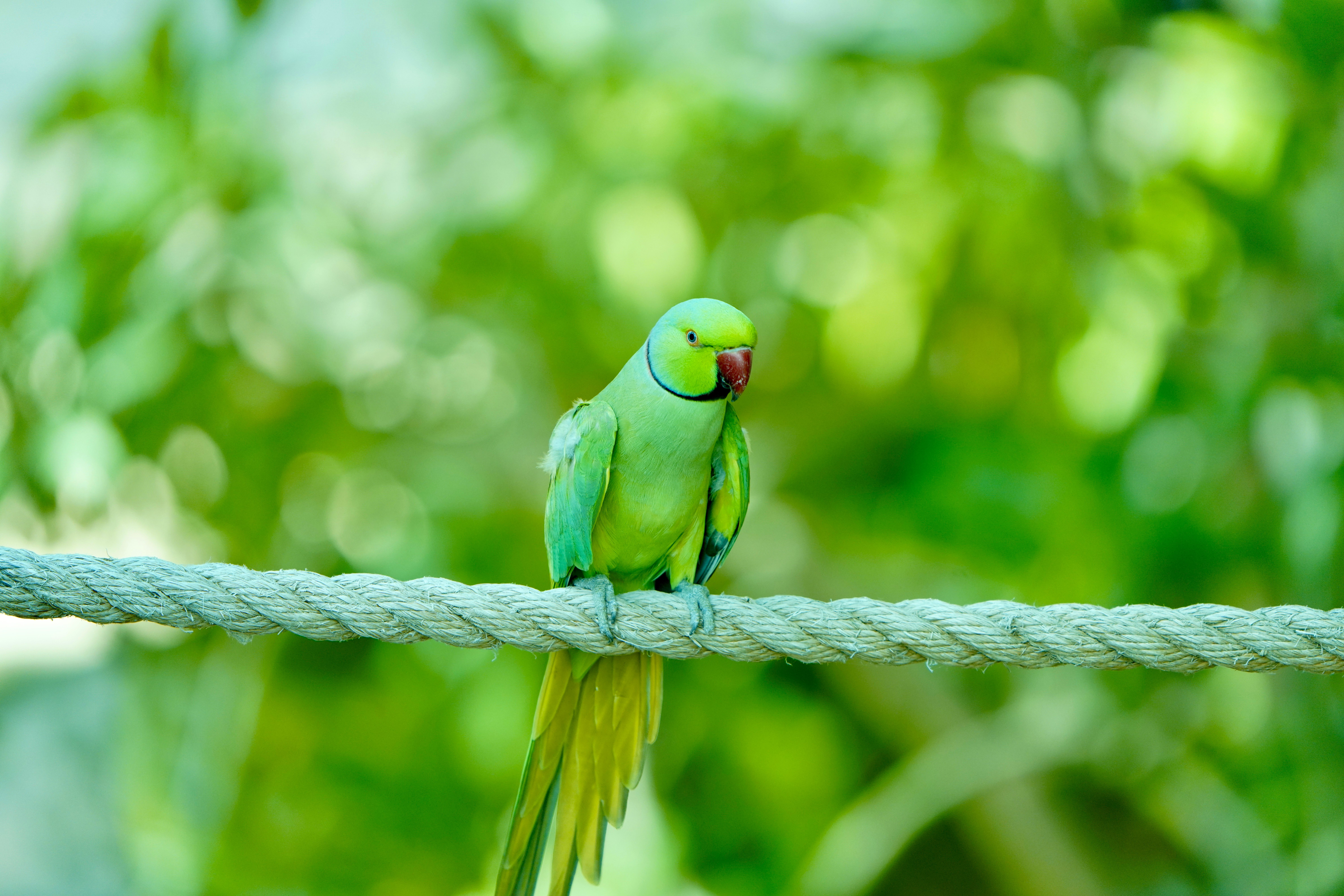 Parrot Not Eating: Causes and When to See an Avian Vet