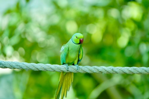Free Colorful parrot sitting on a rope against a lush green backdrop, perfect for nature stock images. Stock Photo