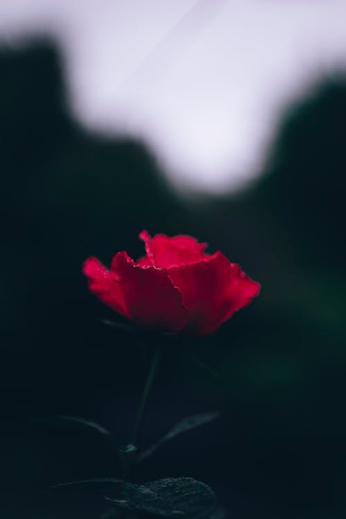 Selective Focus Photo of Red Rose Flower